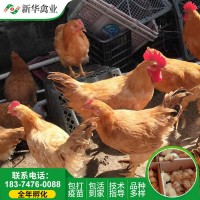 三黃雞苗批發(fā) 三黃土雞雞苗 土雞苗 三黃雞苗土雞